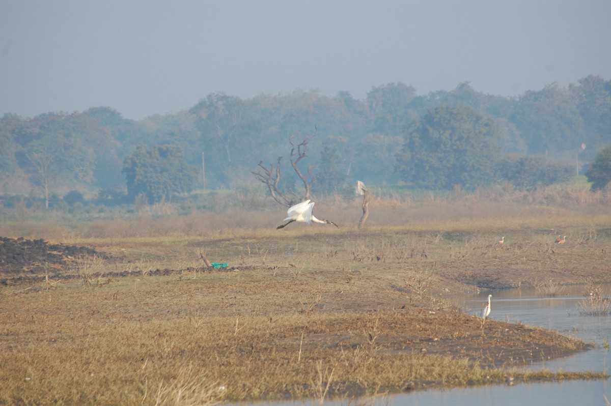 Ibis à tête noire - ML647878352