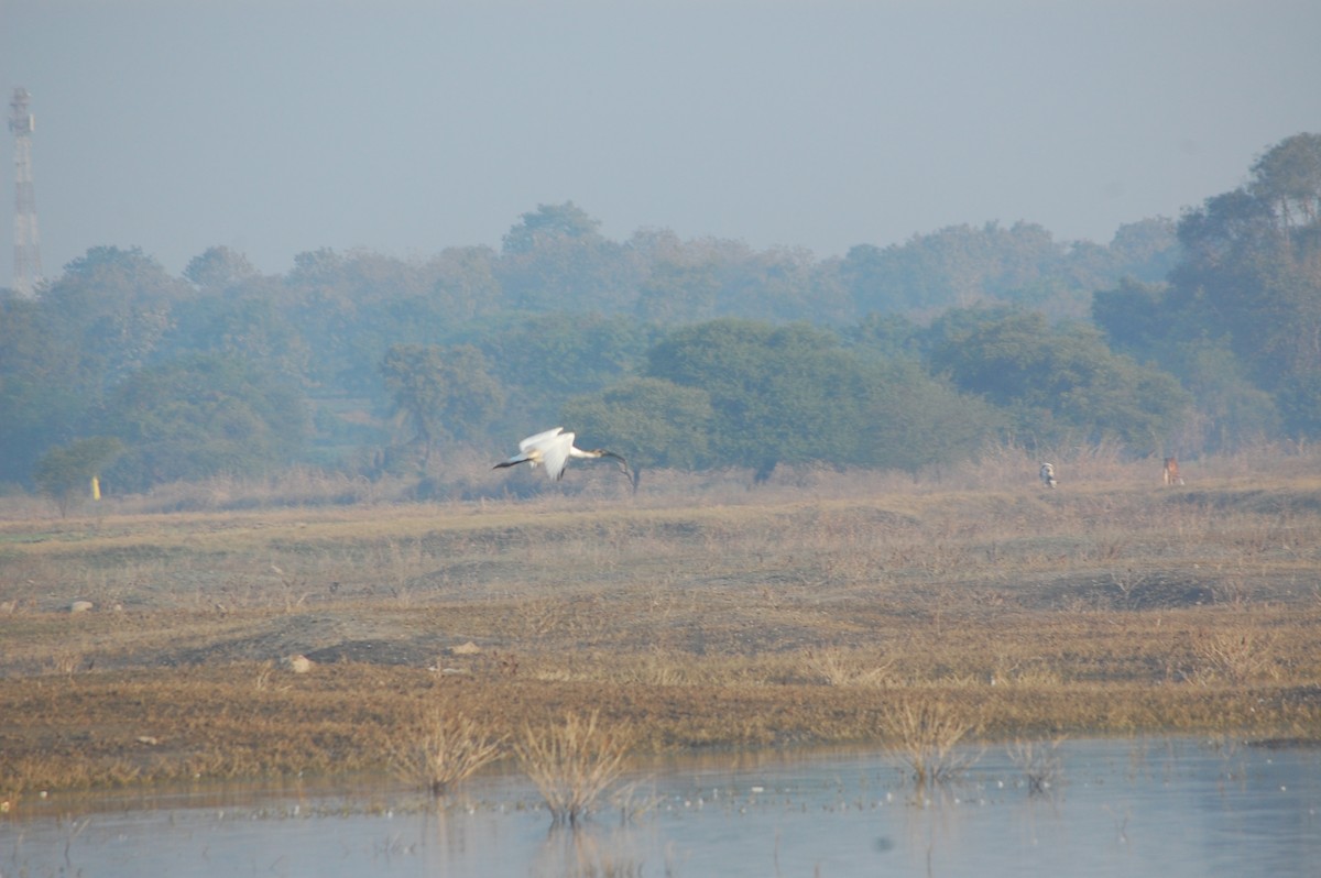 Ibis à tête noire - ML647878353