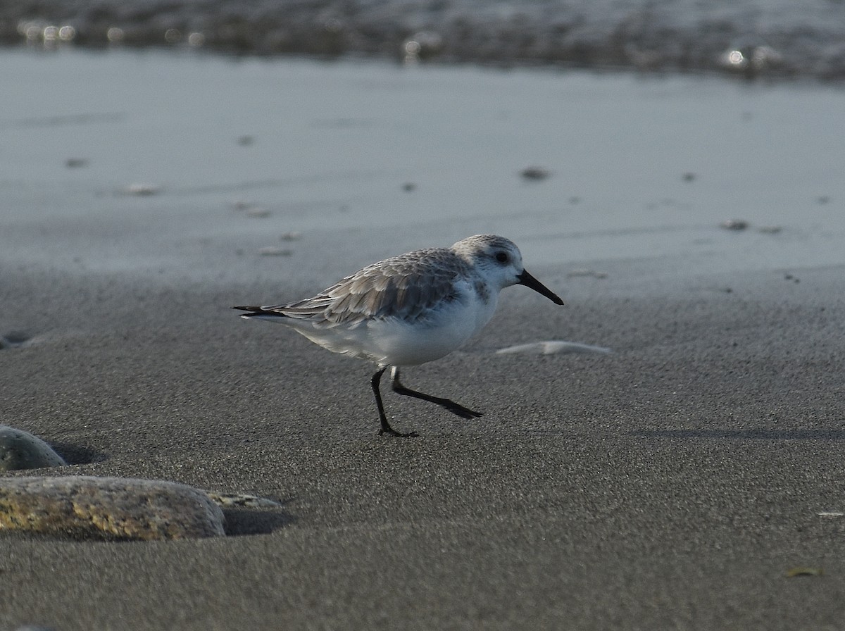 Bécasseau sanderling - ML647878354