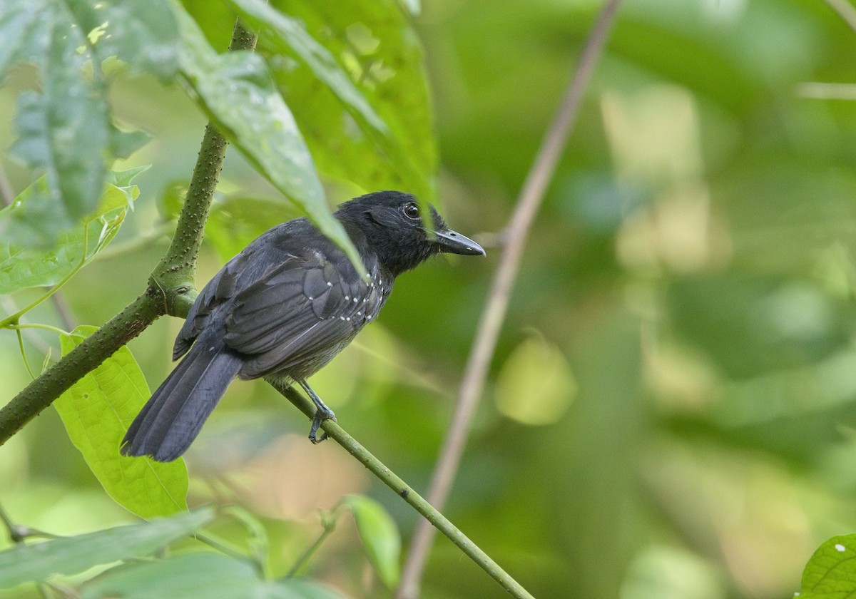 Batara capucin - ML647878357