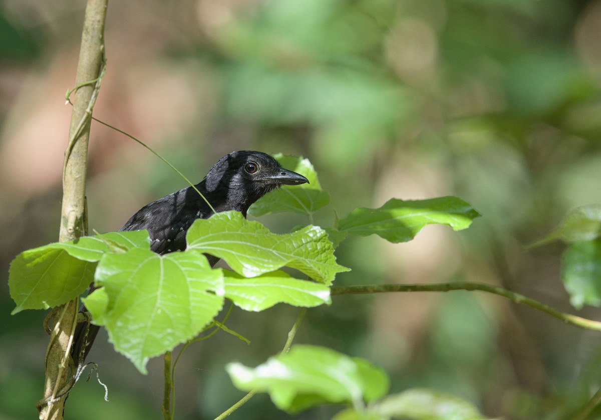 Batara capucin - ML647878358