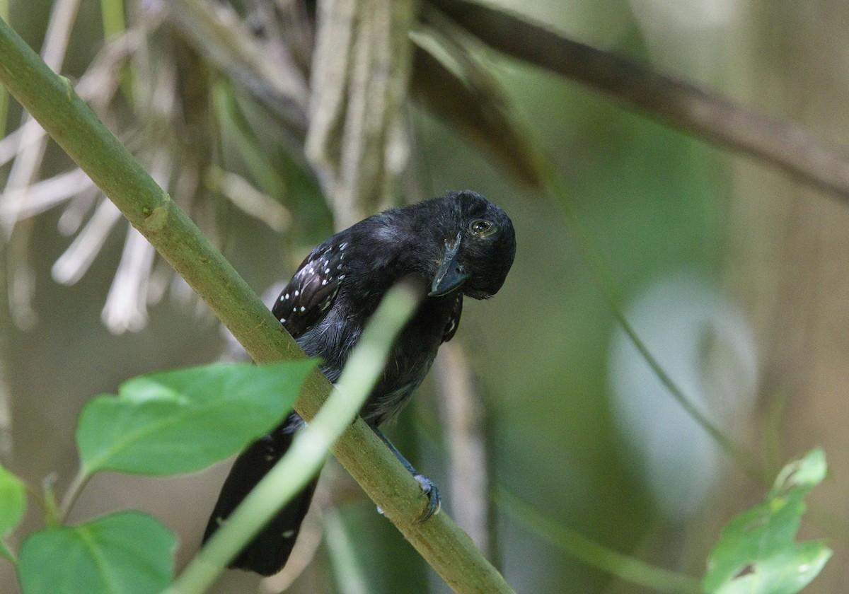 Batara capucin - ML647878359