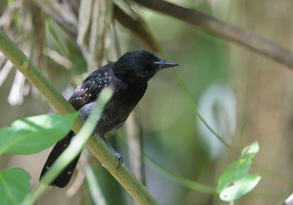 Batara capucin - ML647878361