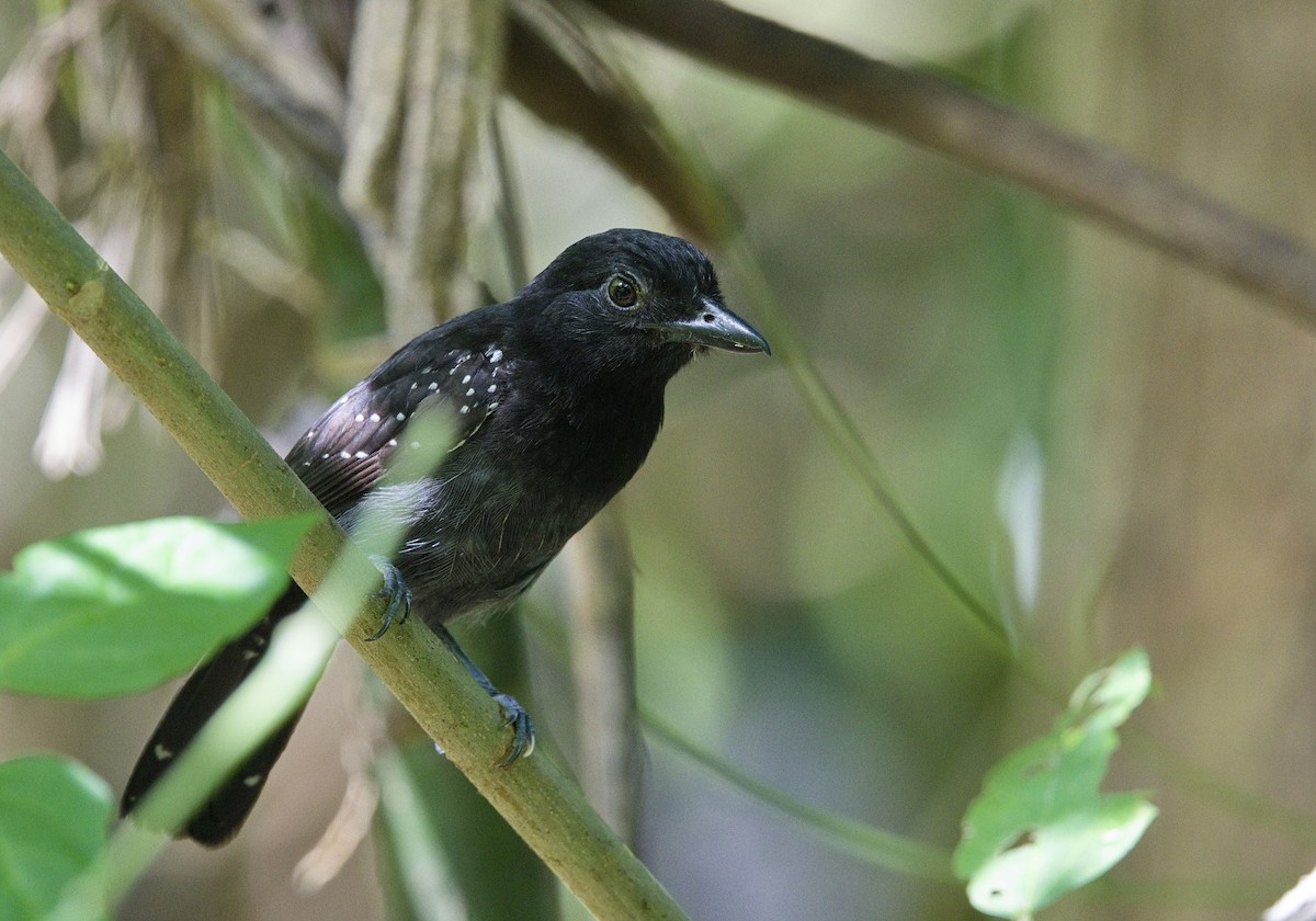 Batara capucin - ML647878362