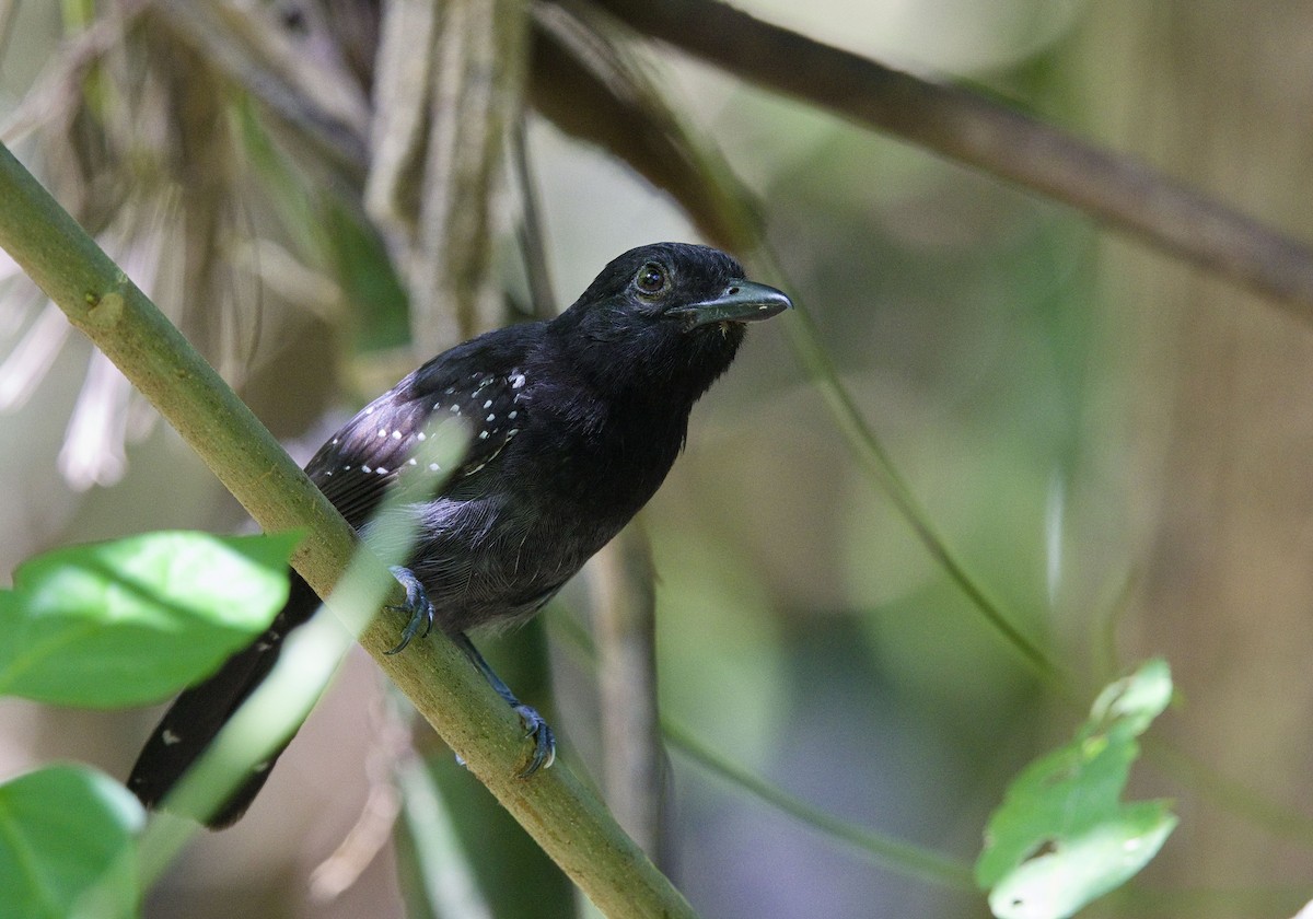 Batara capucin - ML647878363