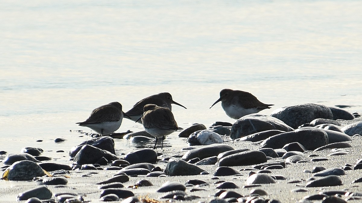 Bécasseau variable - ML647878364