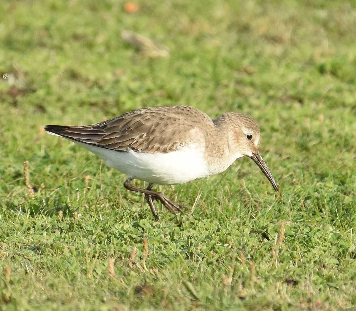 Bécasseau variable - ML647878365