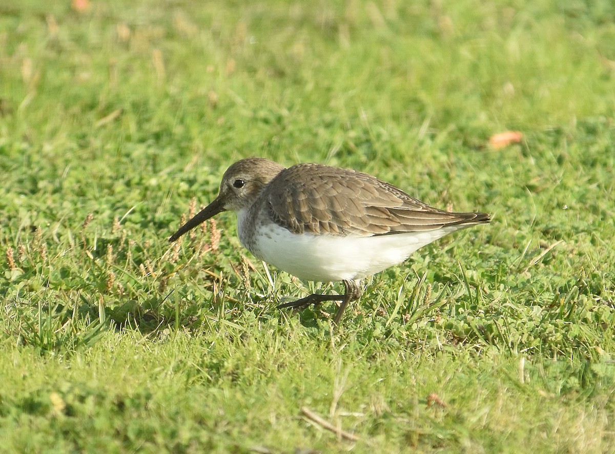 Bécasseau variable - ML647878366