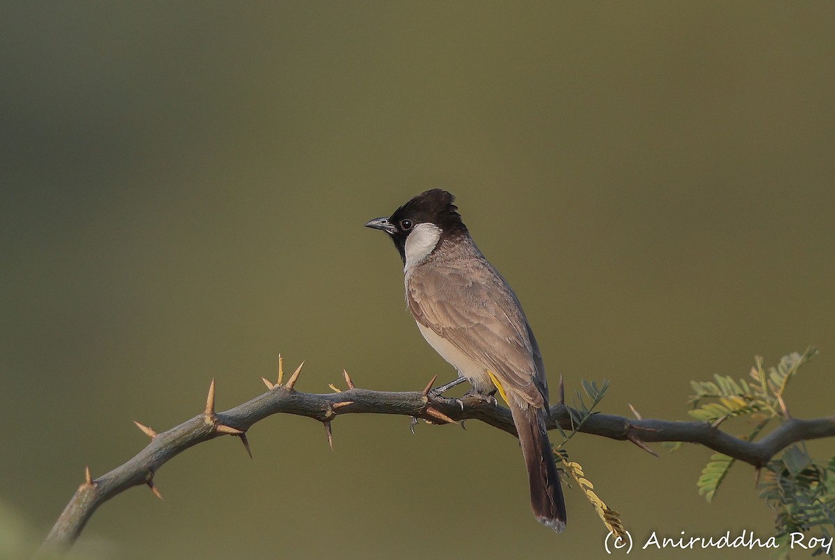 Bulbul à oreillons blancs - ML647878367