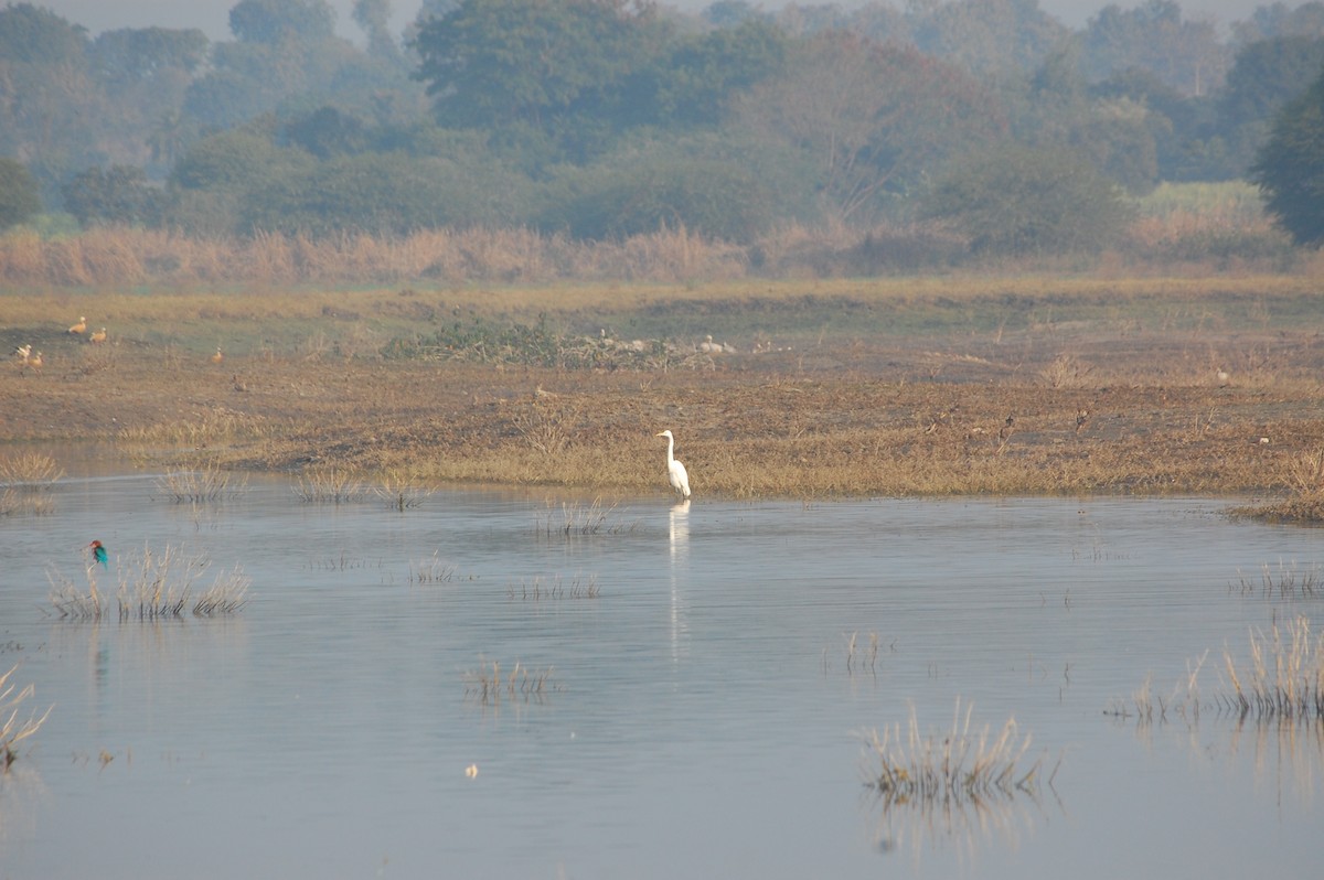 Grande Aigrette - ML647878368