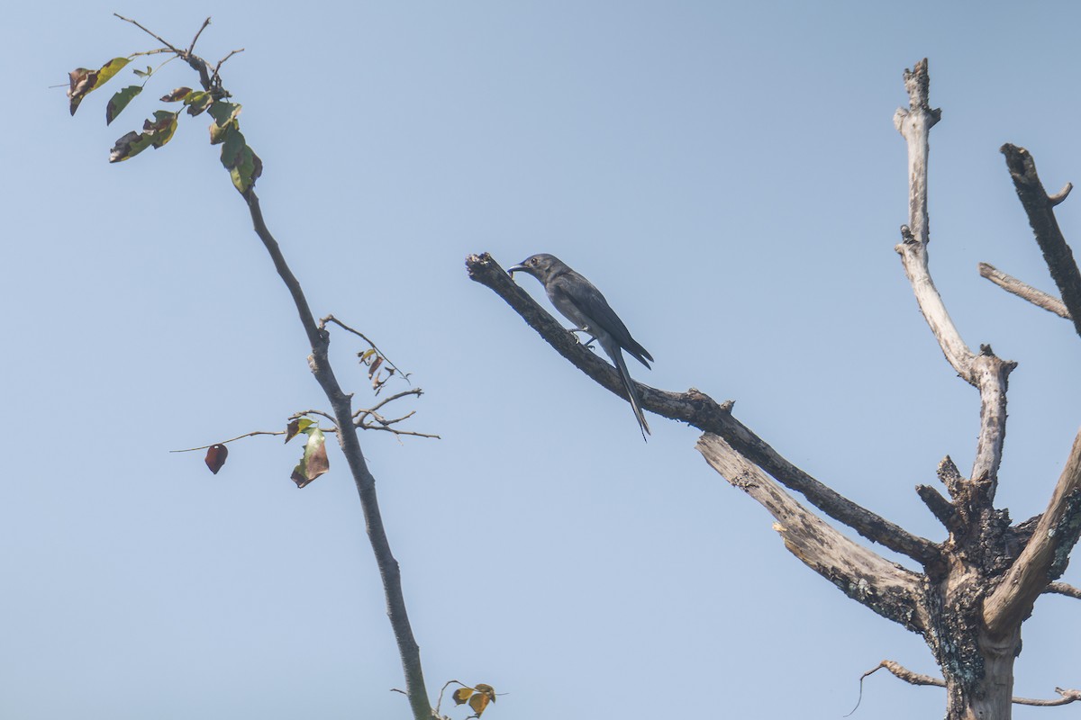 Drongo cendré (salangensis) - ML647878371