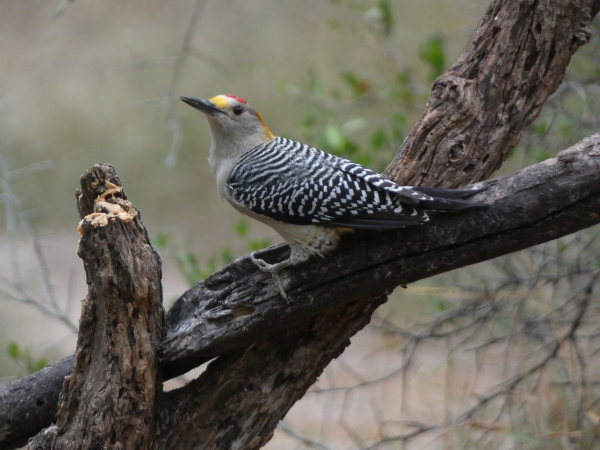 Pic à front doré - ML647878372