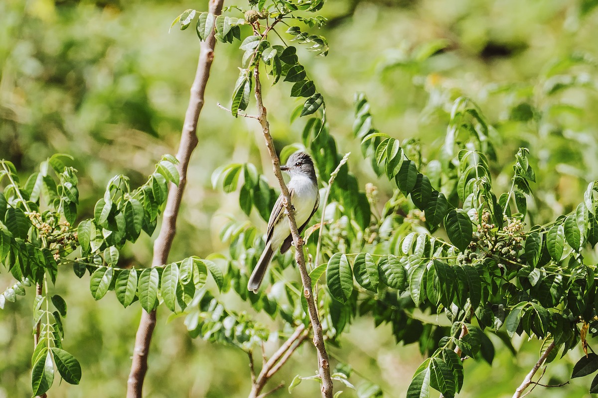 Tyran à front gris - ML647878373