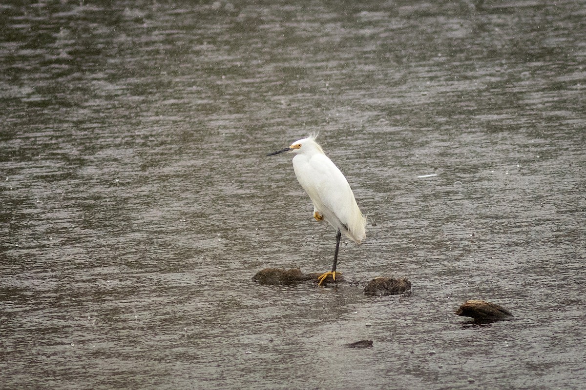 Aigrette neigeuse - ML647878374