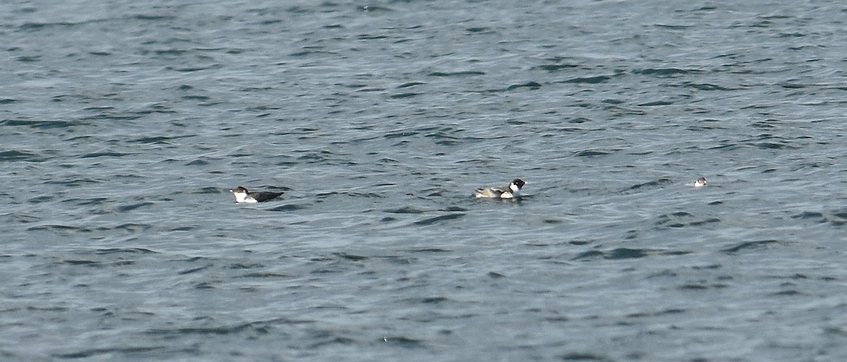 Guillemot à cou blanc - ML647878375