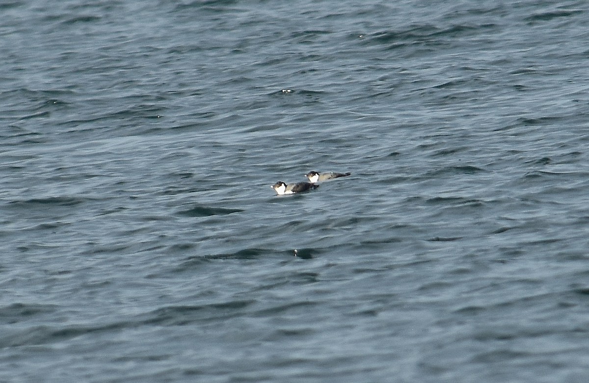 Guillemot à cou blanc - ML647878376