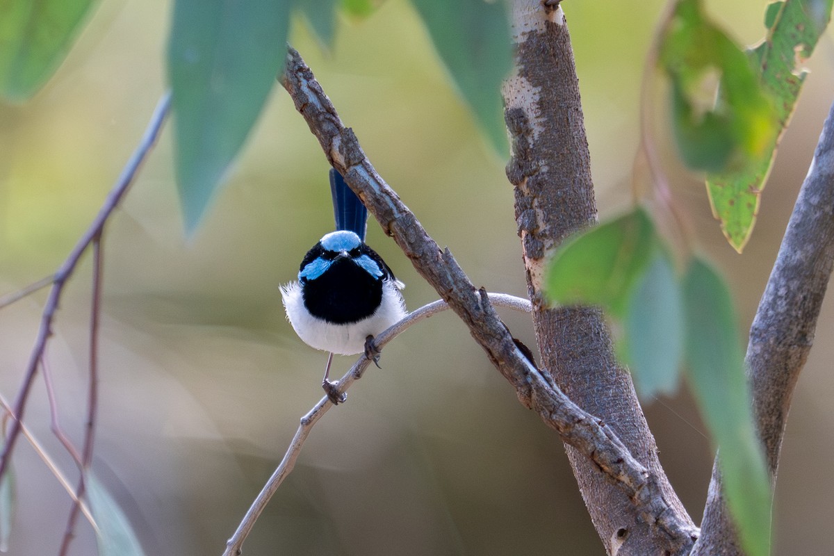 Mérion superbe - ML647878377