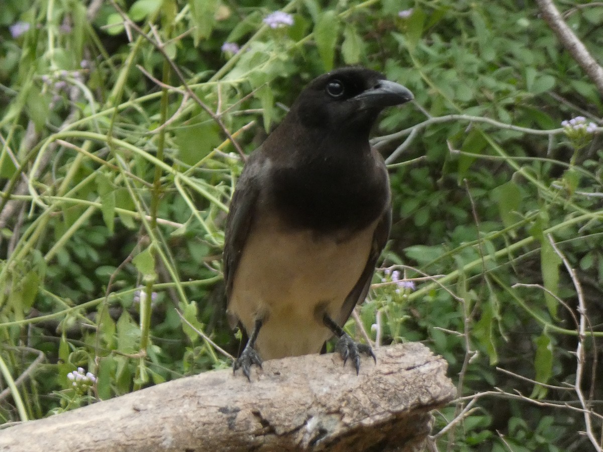 Geai enfumé - ML647878378