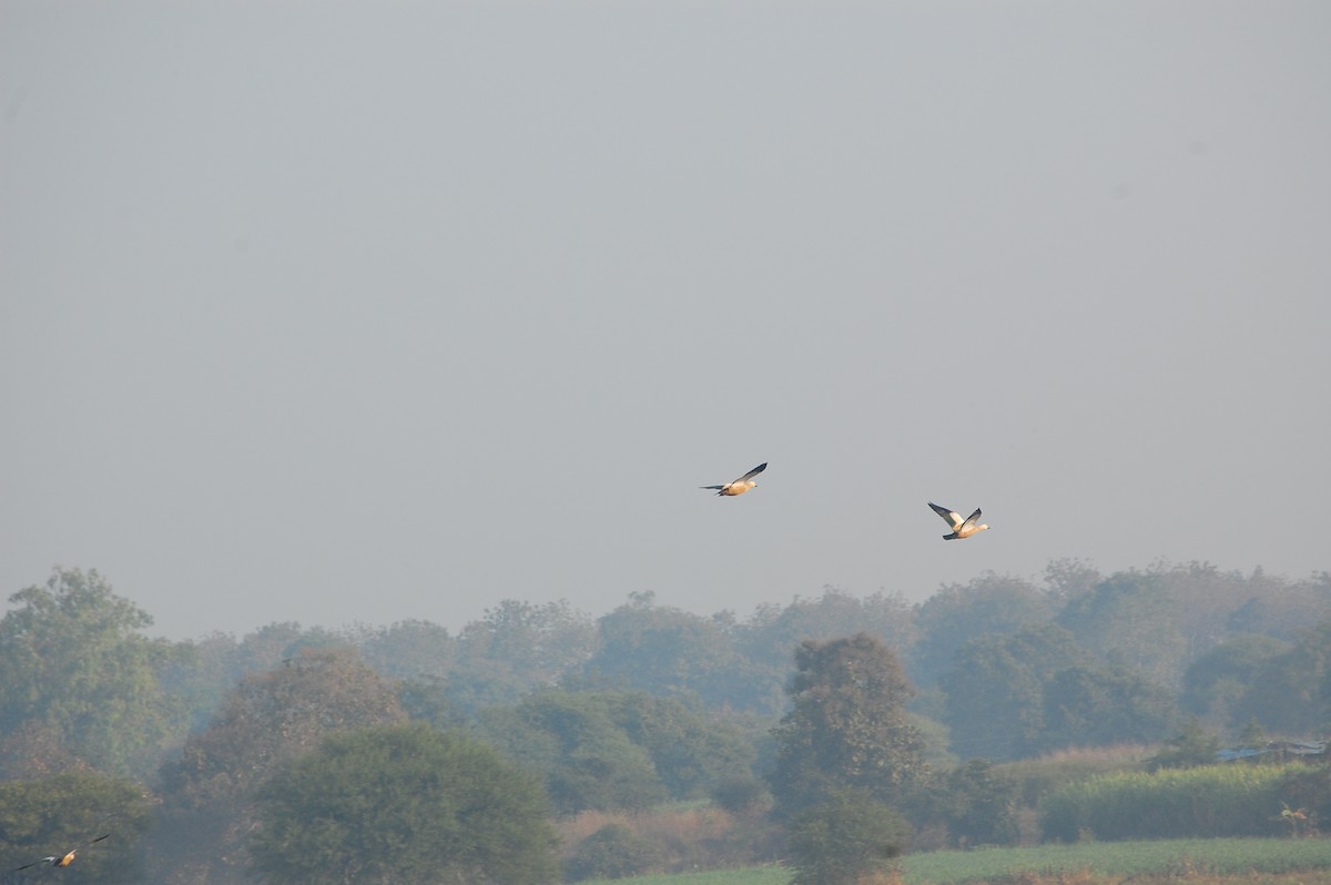 Tadorne casarca - ML647878380