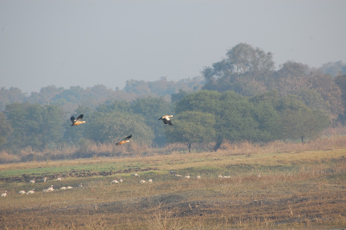 Tadorne casarca - ML647878382