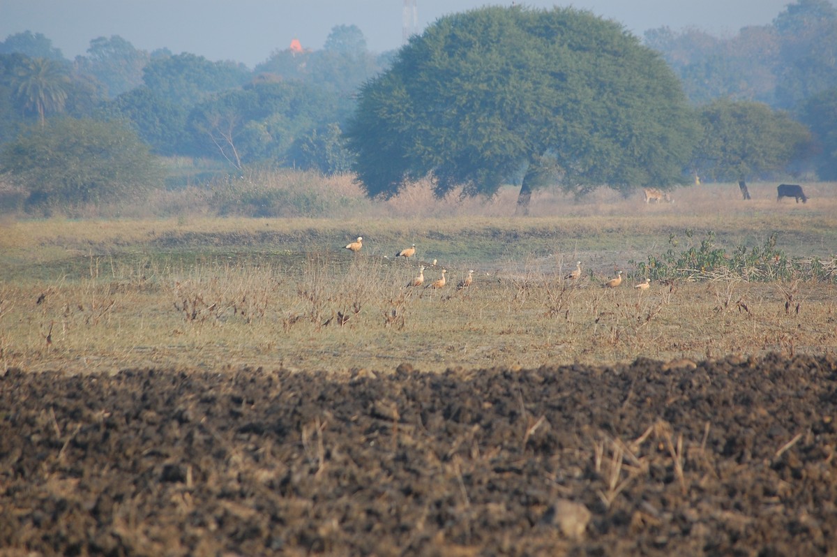 Tadorne casarca - ML647878383