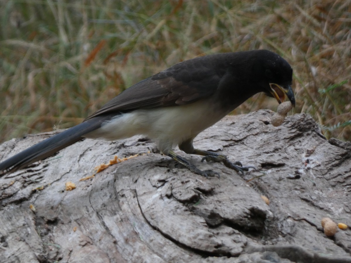 Geai enfumé - ML647878384