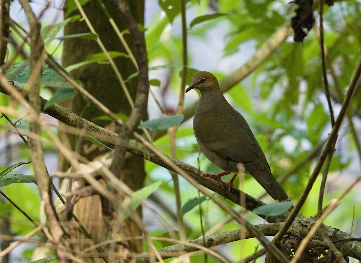 Colombe de Cassin - ML647878385