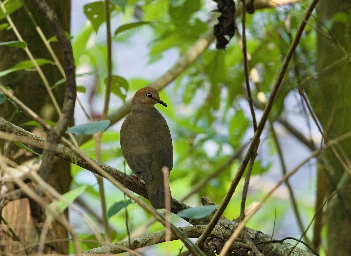 Colombe de Cassin - ML647878386