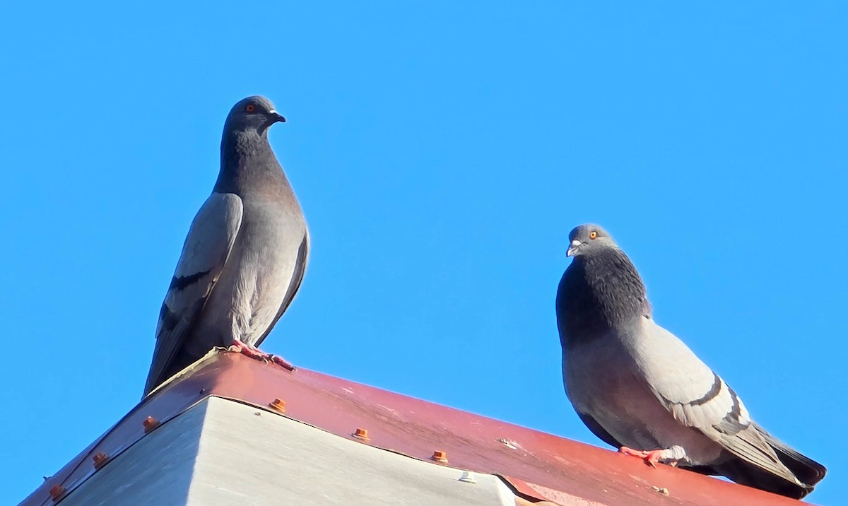 Pigeon biset (forme domestique) - ML647878388