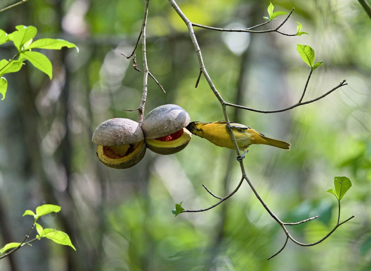 ボルチモアムクドリモドキ - ML647878392