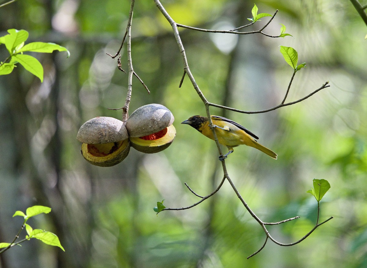 ボルチモアムクドリモドキ - ML647878395