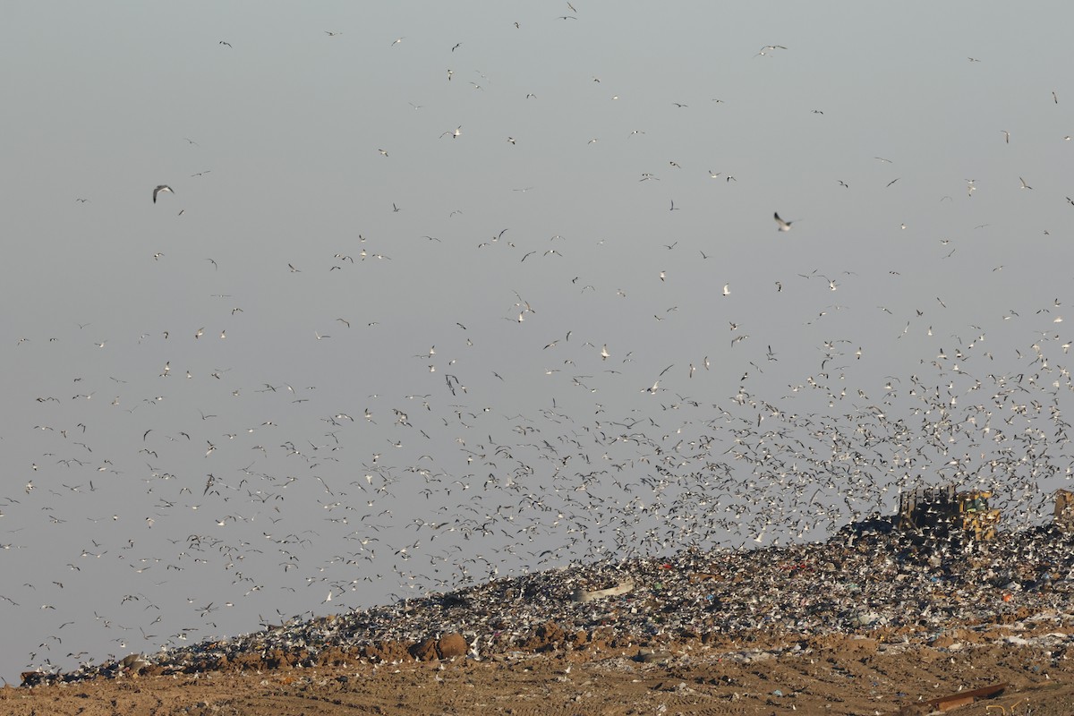 чайка sp. - ML647878423