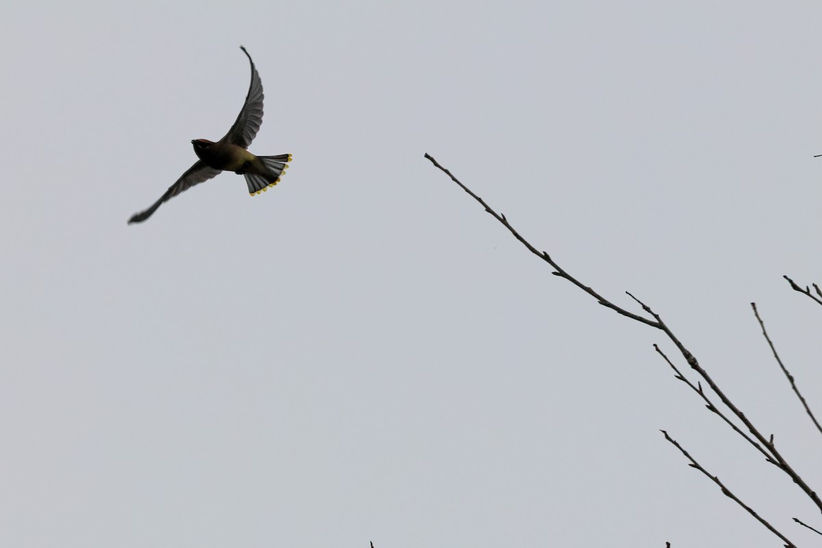 Cedar Waxwing - ML647878454