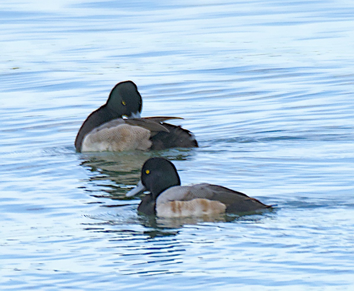 Морская чернеть - ML647878455