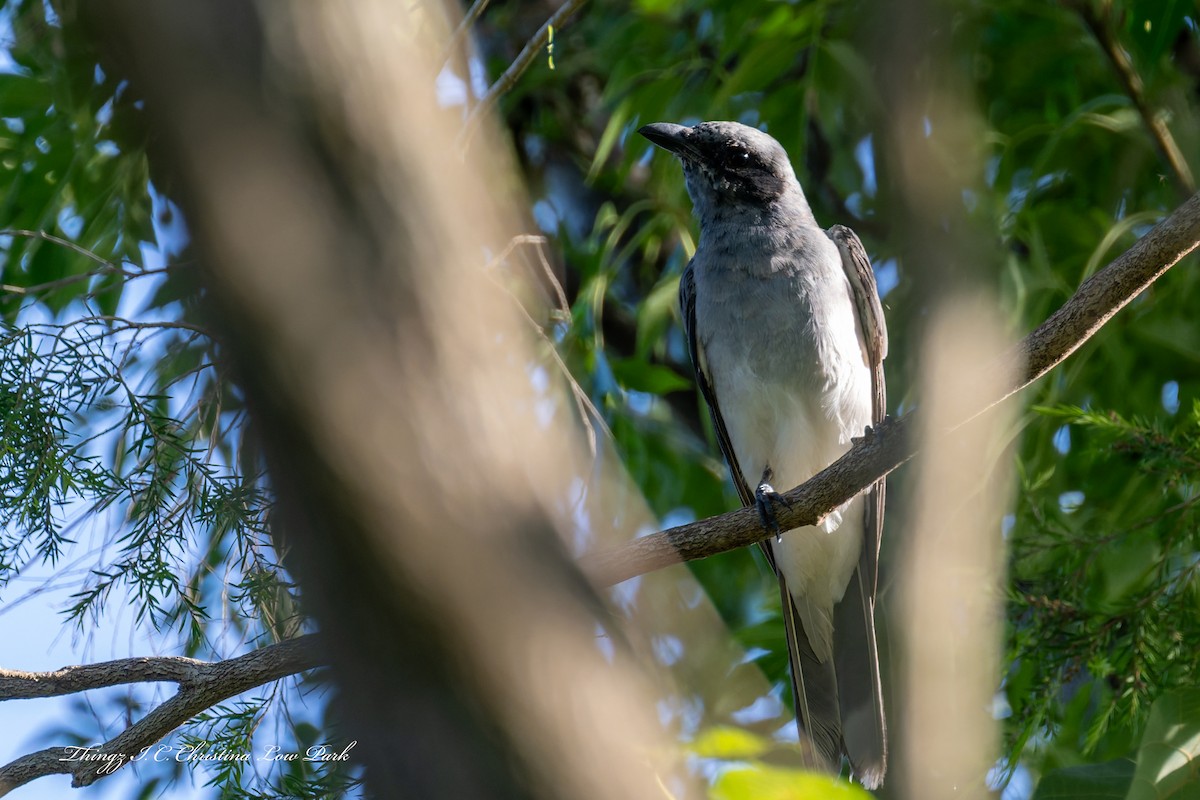 Black-faced Cuckooshrike - ML647878457