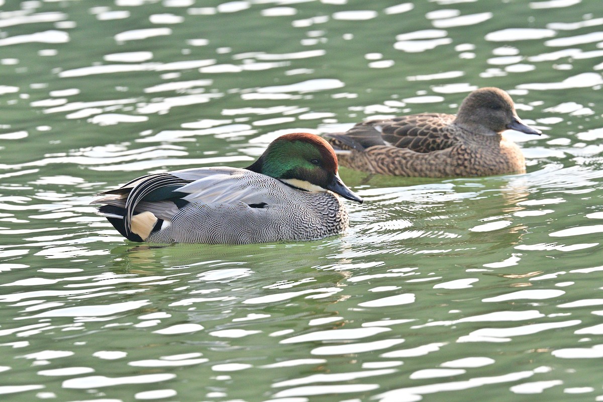 Falcated Duck - ML647878468