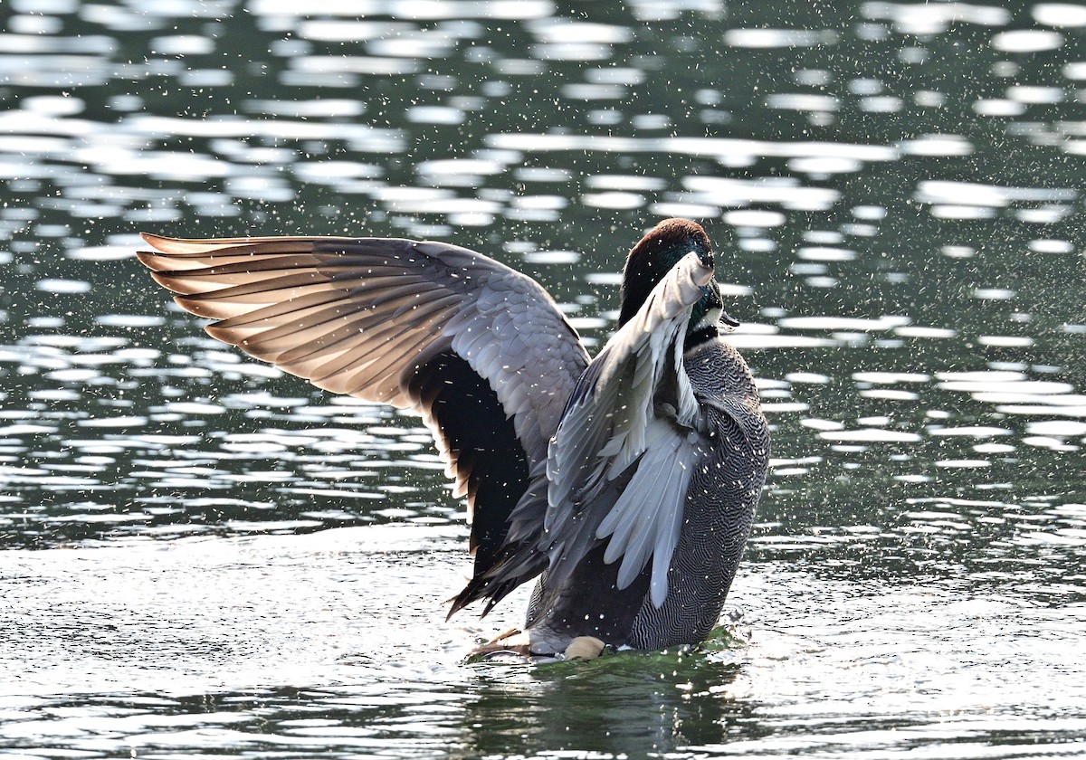 Falcated Duck - ML647878478