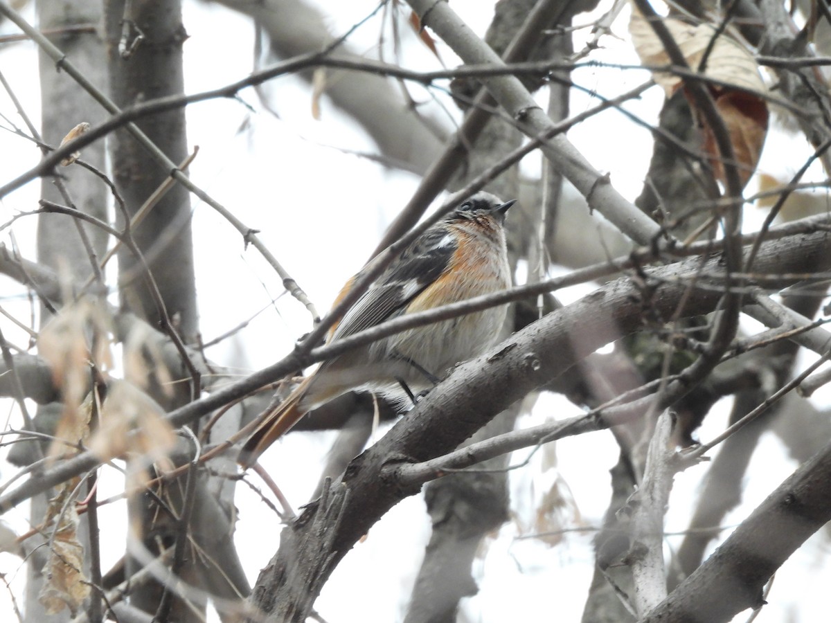 Rufous-backed Redstart - ML647878482