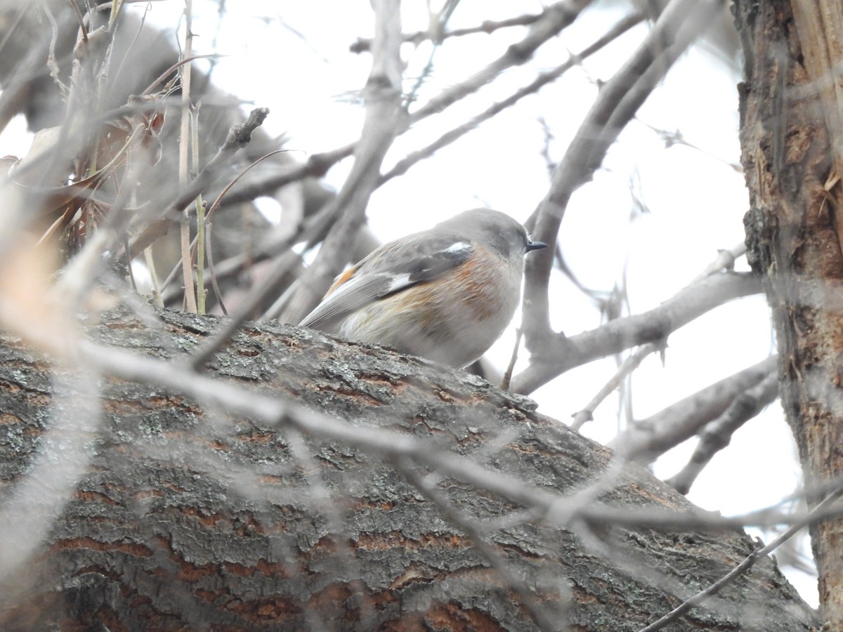 Rufous-backed Redstart - ML647878483