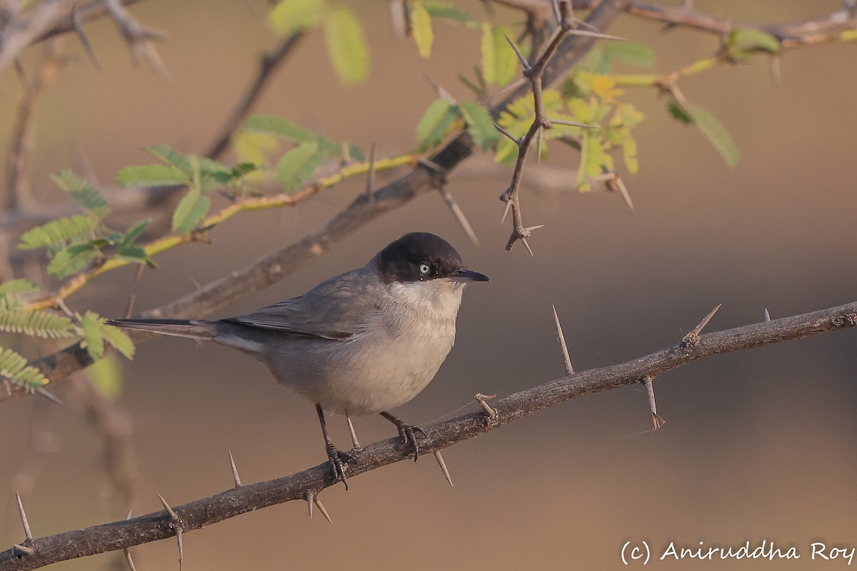 Eastern Orphean Warbler - ML647878487