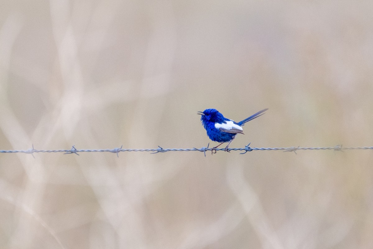 White-winged Fairywren - ML647878488