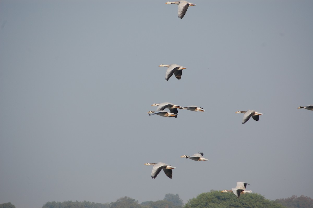 Bar-headed Goose - ML647878489