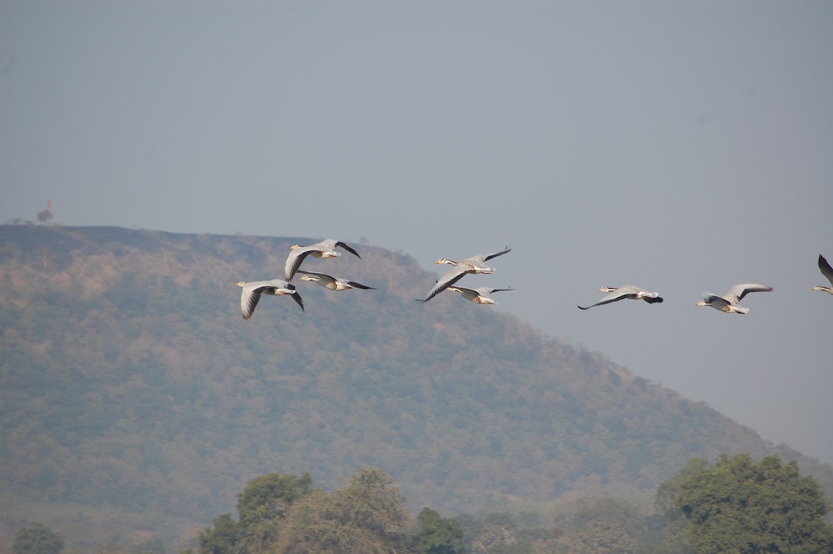 Bar-headed Goose - ML647878490