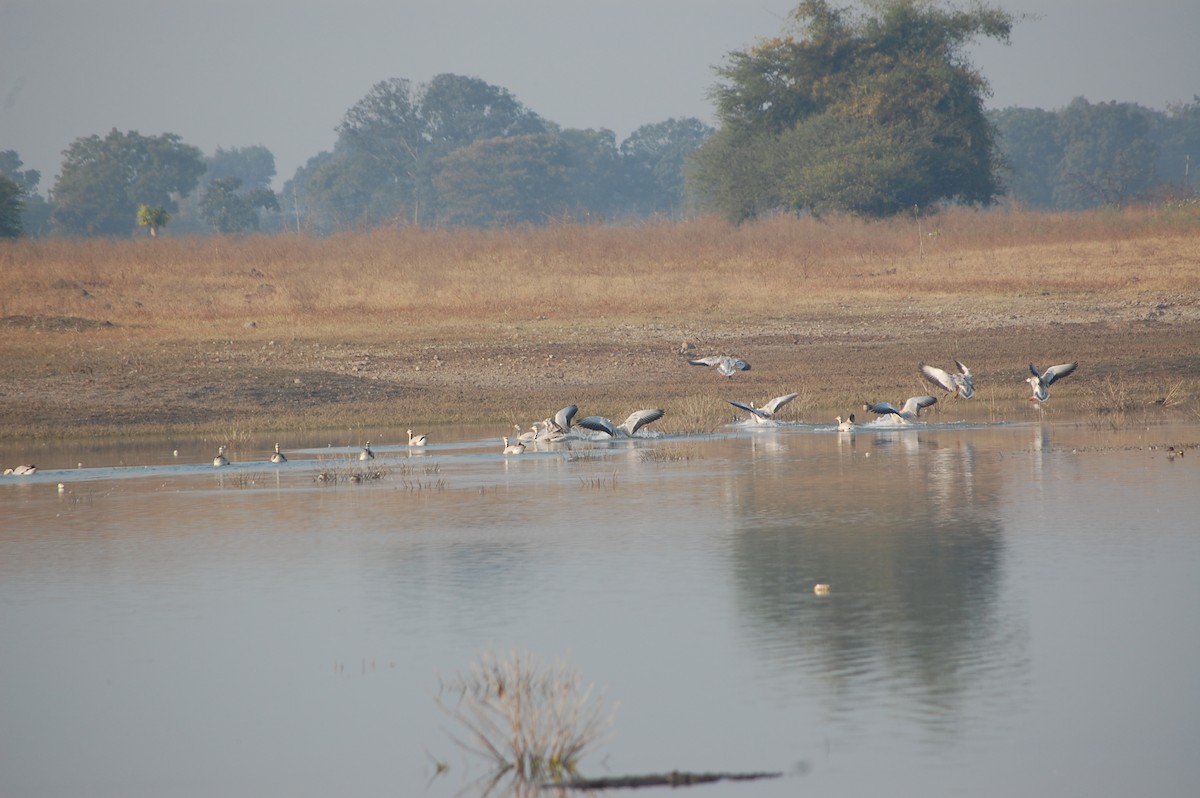 Bar-headed Goose - ML647878491