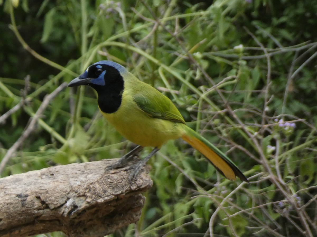 Green Jay - ML647878492