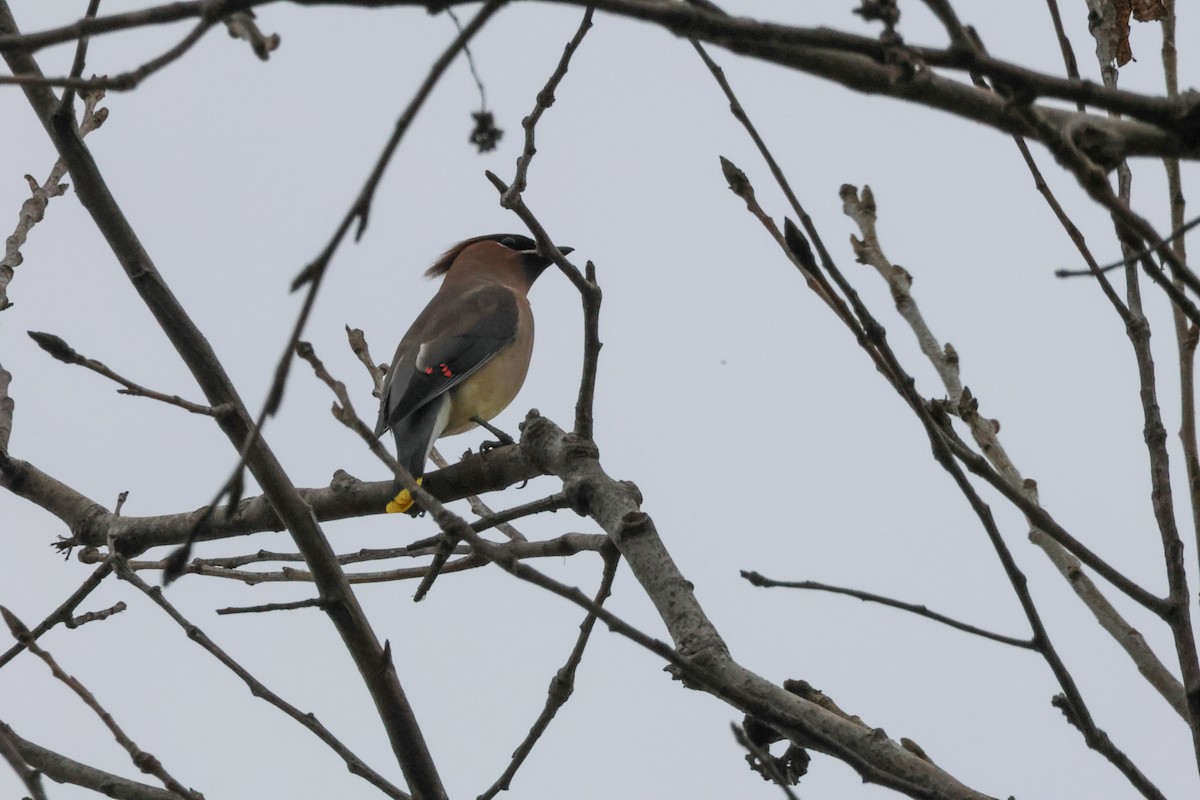 Cedar Waxwing - ML647878495