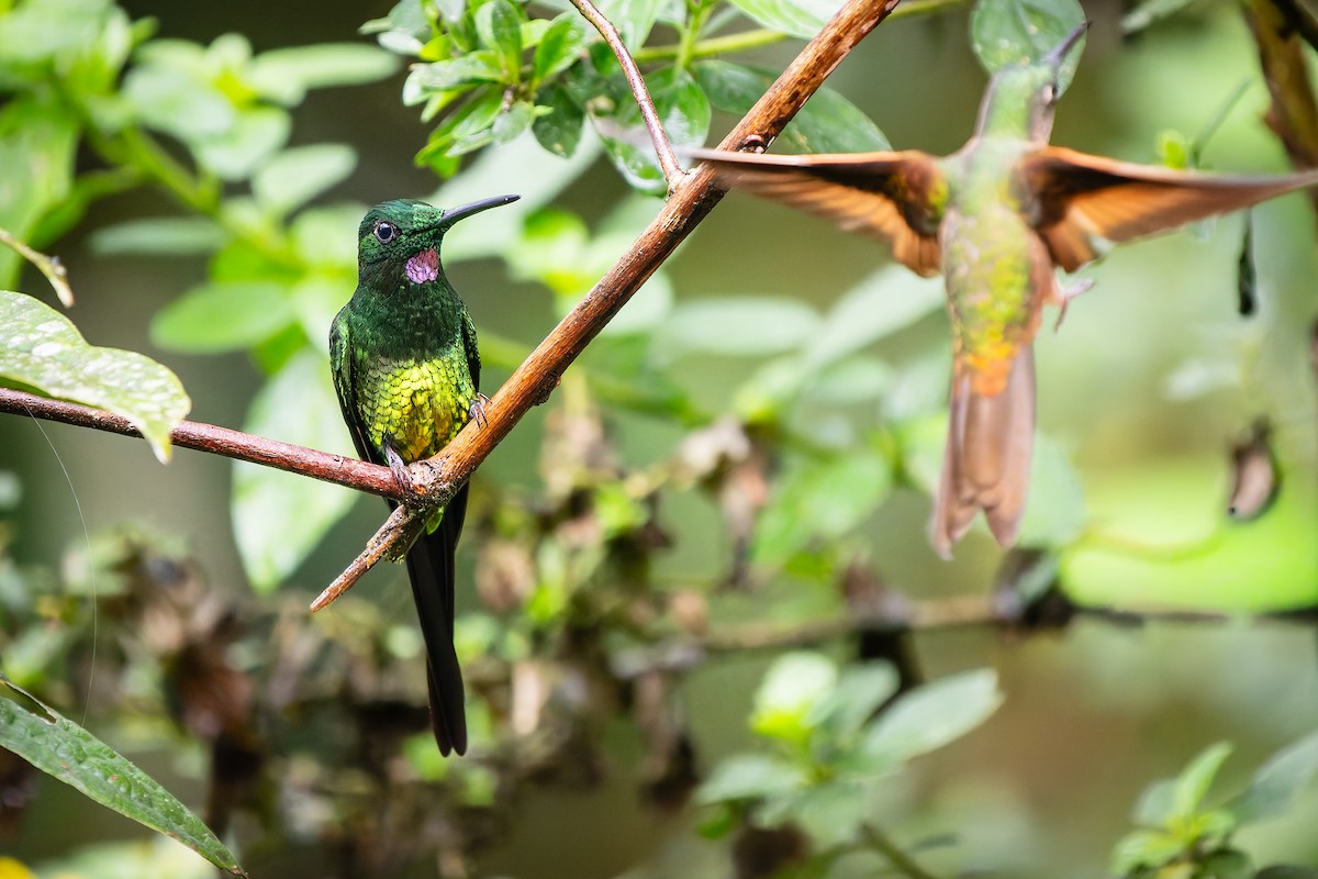 Empress Brilliant - ML647878496