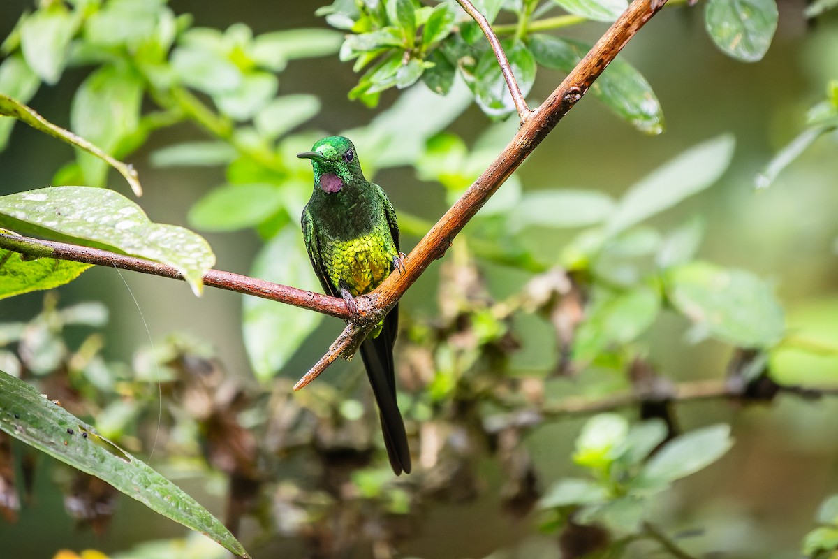 Empress Brilliant - ML647878497