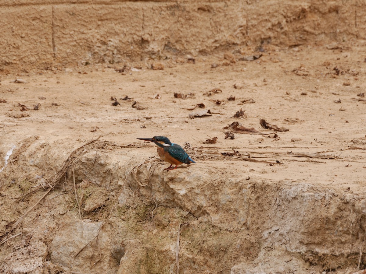 Common Kingfisher - ML647878498