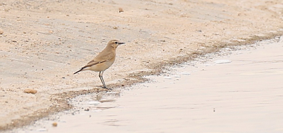 Isabelline Wheatear - ML647878499